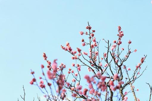 梅の花 梅の花の写真
