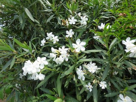White Oleander 003, JPG