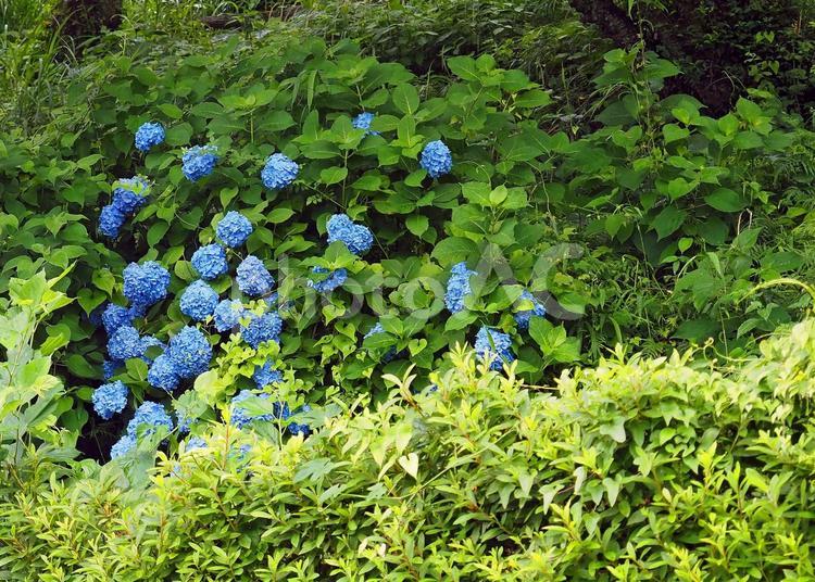 梅雨時を明るくするアジサイ ヤマアジサイ,アジサイ,アジサイ科の写真素材