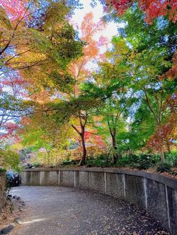 観音寺境内の秋　千葉県柏市 紅葉,錦,観音寺の写真素材