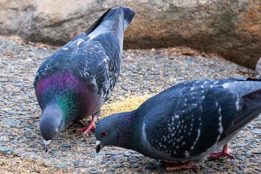 Pigeons pecking at food, JPG Pigeons pecking at food, JPG
