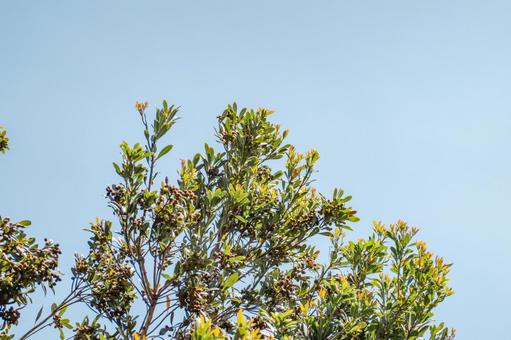 春の新芽と実をつけたレッドロビン 春の新芽と実をつけたレッドロビン photinia,レッドロビン,植物の写真素材
