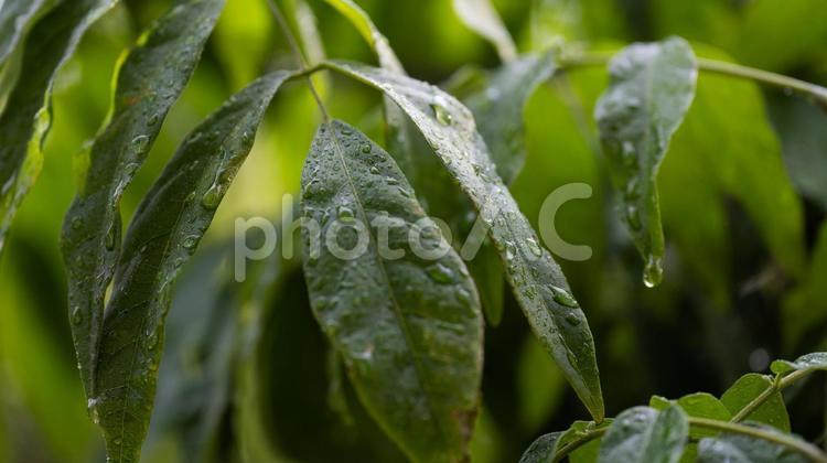 雨の中で光に輝く葉っぱの水滴 葉,植物,緑色の写真素材