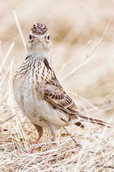 Photo, lark, skylark (alauda arvensis), the emperor, 