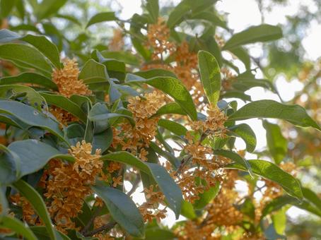 甘い香り漂う金木犀の花 甘い香り漂う金木犀の花 金木犀,花,秋の写真素材