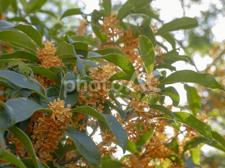 甘い香り漂う金木犀の花 金木犀,花,秋の写真素材