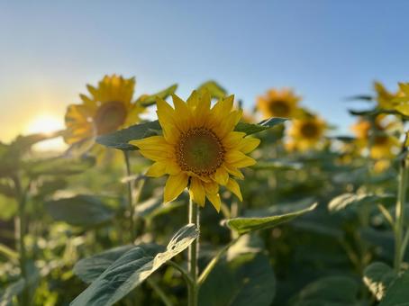 青空の下のひまわり畑 青空の下のひまわり畑 ひまわり,ひまわり畑,花の写真素材