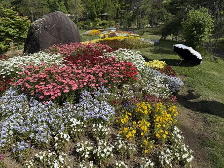 春の花々たち 春の花々たちの写真