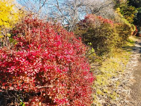 植え込みの秋 紅葉,秋,植え込みの写真素材