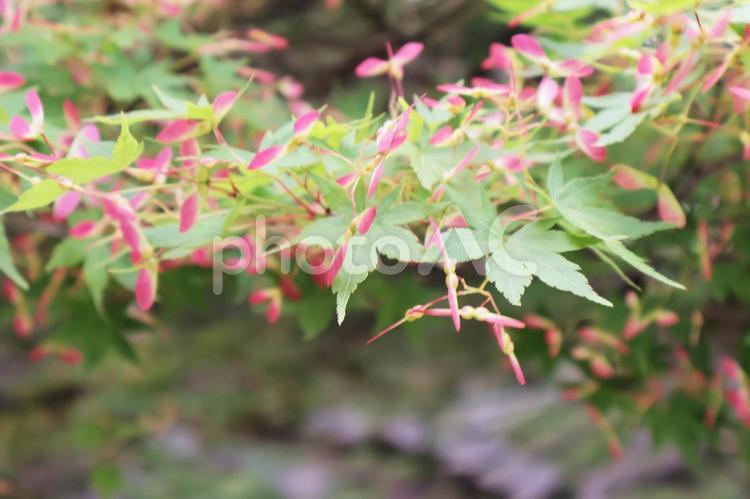 5月の紅葉の葉 紅葉,葉,緑の写真素材
