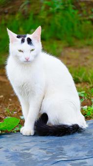 White cat staring at you, JPG