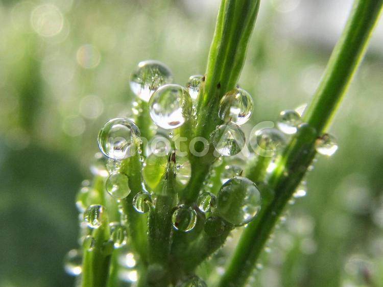 水滴とスギナと朝日Water drops 水滴,すいてき,waterの写真素材