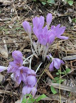 雨上がりに写したイヌサフラン 10月上旬 雨上がりに写したイヌサフラン 10月上旬 イヌサフラン,ピンク色,開花の写真素材