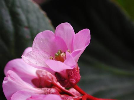 ヒマラヤユキノシタ ヒマラヤユキノシタの写真