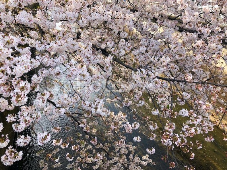 ソメイヨシノと川の流れ1 桜,さくら,サクラの写真素材