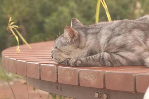 ねこ ねこ,野良,動物の写真素材