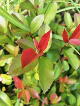 Colored photinia leaves, JPG Colored photinia leaves, JPG