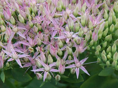 Photo, flying fish, big bian qing grass, long-lasting medicinal eight treasures, 