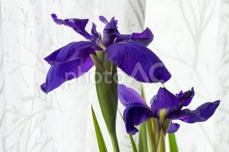 凛と咲く 紫の菖蒲のアップ 菖蒲,カキツバタ,アヤメ科の写真素材