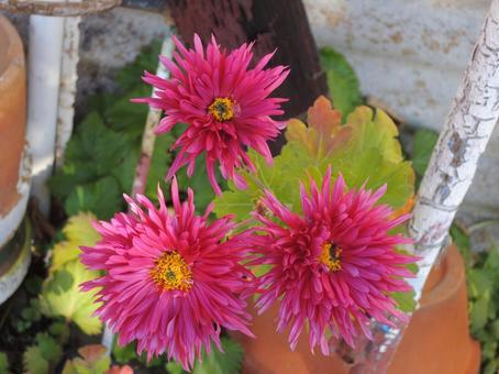 菊 ピンク 菊 ピンク 菊,ピンクの花,秋の写真素材