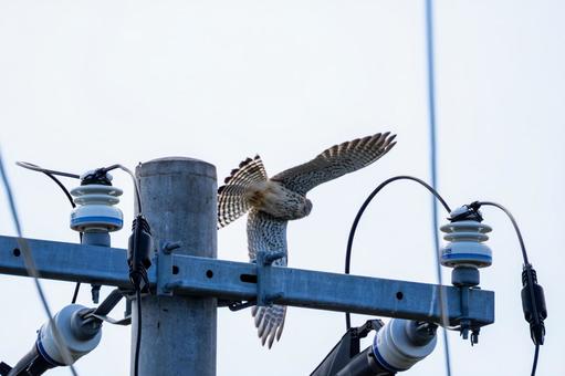チョウゲンボウ(55) チョウゲンボウ(55)の写真