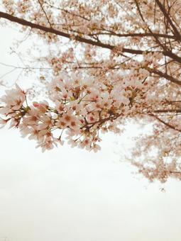 桜 桜の写真