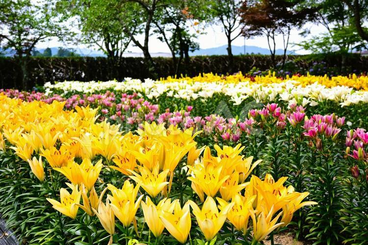 色鮮やかな満開のゆり園 ゆり,百合の花,花の写真素材