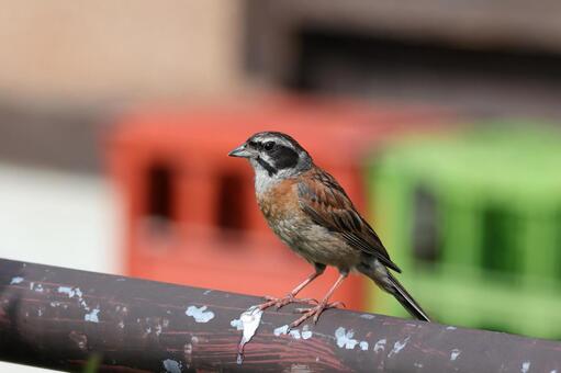 ホオジロ ホオジロ,鳥,小鳥の写真素材