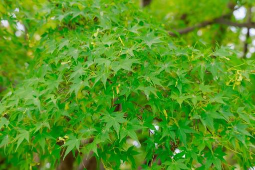 新緑のモミジ 新緑のモミジ モミジ,新緑,緑の写真素材