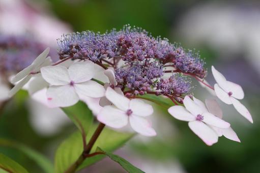 ガクアジサイ ガクアジサイ,アジサイ,花の写真素材