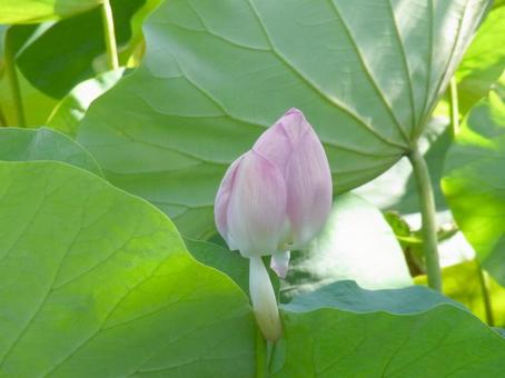 ハス池の葉の間から覗くツボミ ハス池の葉の間から覗くツボミ ハス,花,植物の写真素材