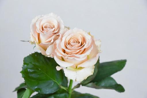 コーラルピンクのばら コーラルピンクのばら コーラルピンク,ばら,薔薇の写真素材