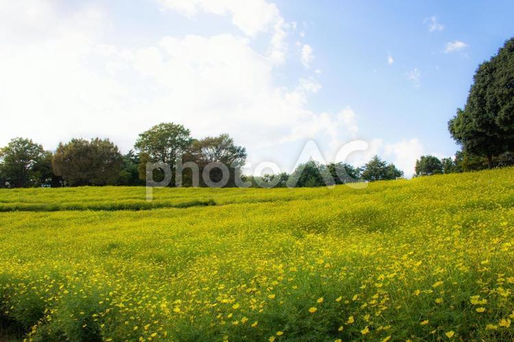 一面に広がる黄色いコスモスの花畑と青空 コスモス,キバナコスモス,黄色の写真素材