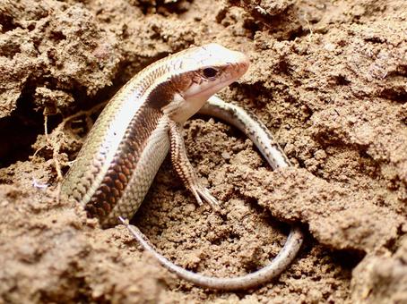 啓蟄のトカゲ 啓蟄,トカゲ,冬眠の写真素材