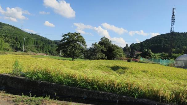 田んぼ 田んぼ,田舎,田の写真素材