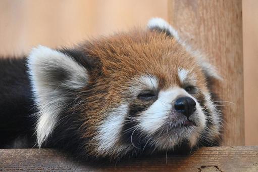 レッサーパンダ レッサーパンダの写真