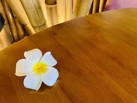 Photo, plumeria, southern country, early summer, 