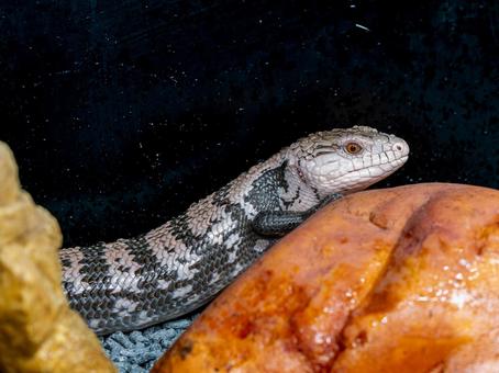 アオジタトカゲのアップ アオジタトカゲのアップの写真