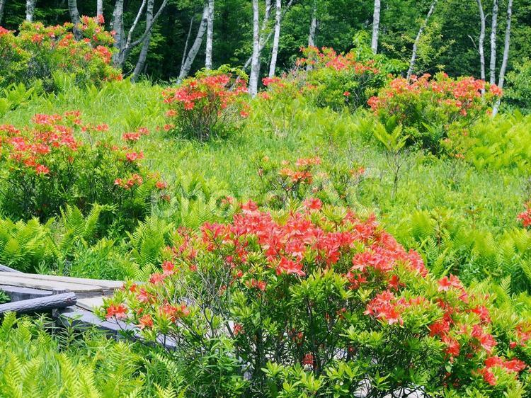 草原化が進んだ湿原に咲くレンゲツツジ 木道,レンゲツツジ,湿原の写真素材