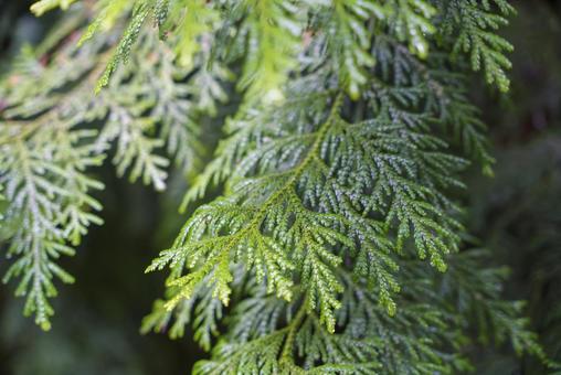緑鮮やかな針葉樹の葉 植物,葉,緑の写真素材