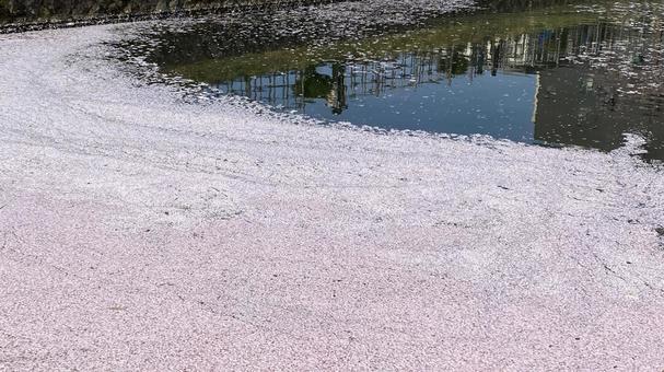 花筏 花筏 さくら,春,空の写真素材