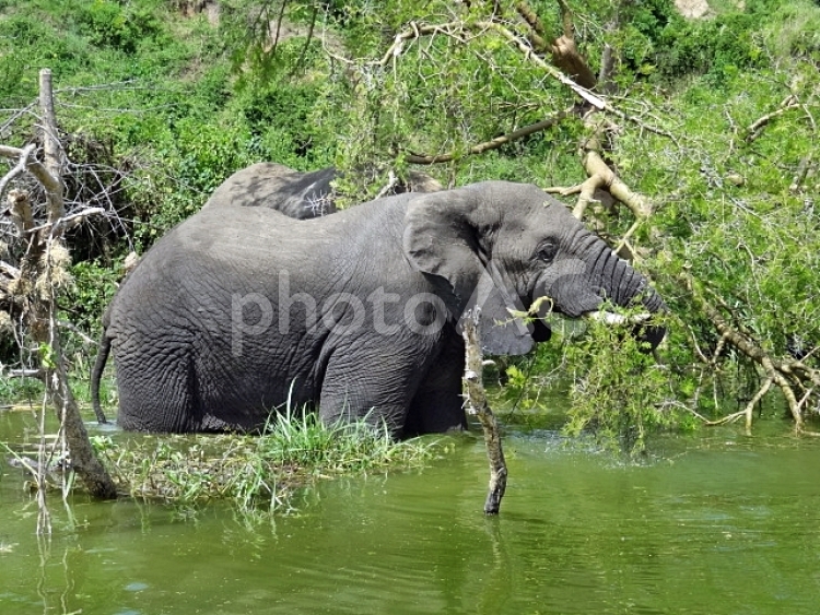 水辺でアカシアの木を食べるゾウ（ウガンダのカジンガ水路のボートサファリにて） ゾウ,アフリカの象,アフリカゾウの写真素材