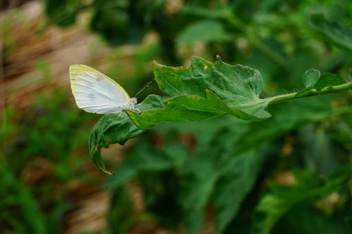 Cabbage White Butterfly, JPG Cabbage White Butterfly, JPG