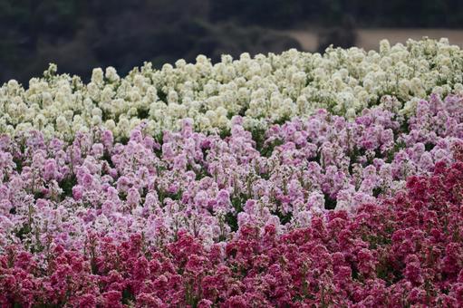 赤ピンク白のカラフルなストックの花畑 赤ピンク白のカラフルなストックの花畑の写真