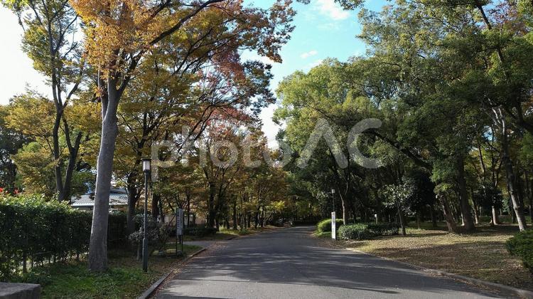 秋の森林公園 木,道路,風景の写真素材