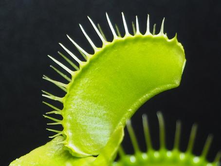 ハエトリグサ ハエトリグサ ハエトリグサ,ハエトリ草,食虫植物の写真素材