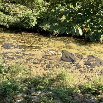 川で獲物を狙う鷺 川,鷺,緑の写真素材