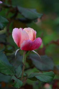 ディスタントドラムスの蕾の写真