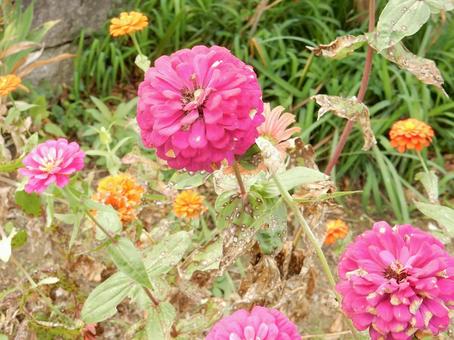 【花の写真】 ヒャクニチソウ(百日草) 【花の写真】 ヒャクニチソウ(百日草) 百日草,ヒャクニチソウ,植物の写真素材