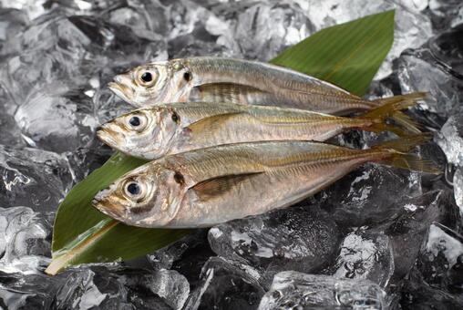 新鮮な3尾の鯵　アジ 鯵,新鮮,お魚の写真素材
